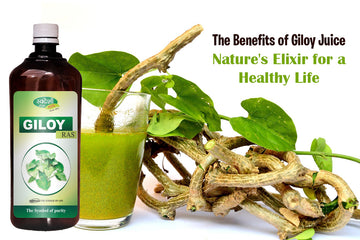 A glass of fresh Giloy juice garnished with green leaves, highlighting its refreshing and nutritious qualities.