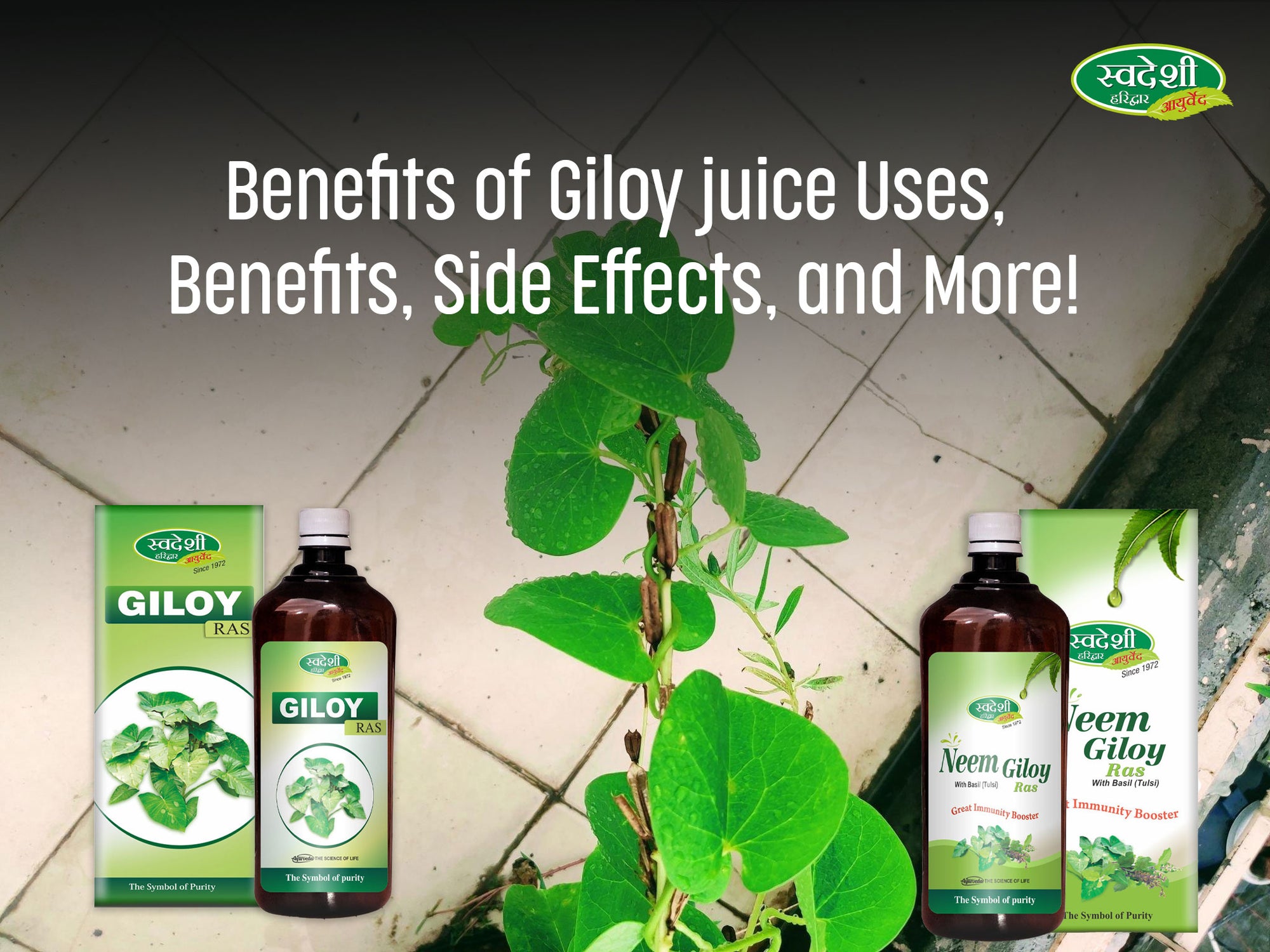 Benefits of Giloy juice Uses, Benefits, Side Effects, and More!